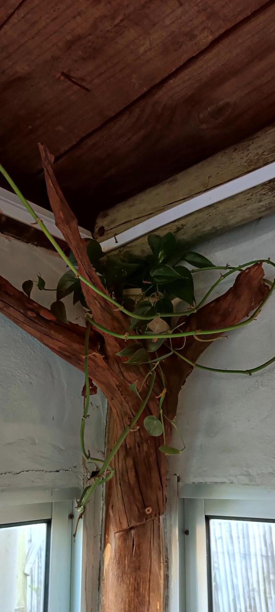 Los Diablitos 德尔迪阿布罗角 外观 照片